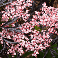 Elderberry Black Lace (Sambucus nigra)