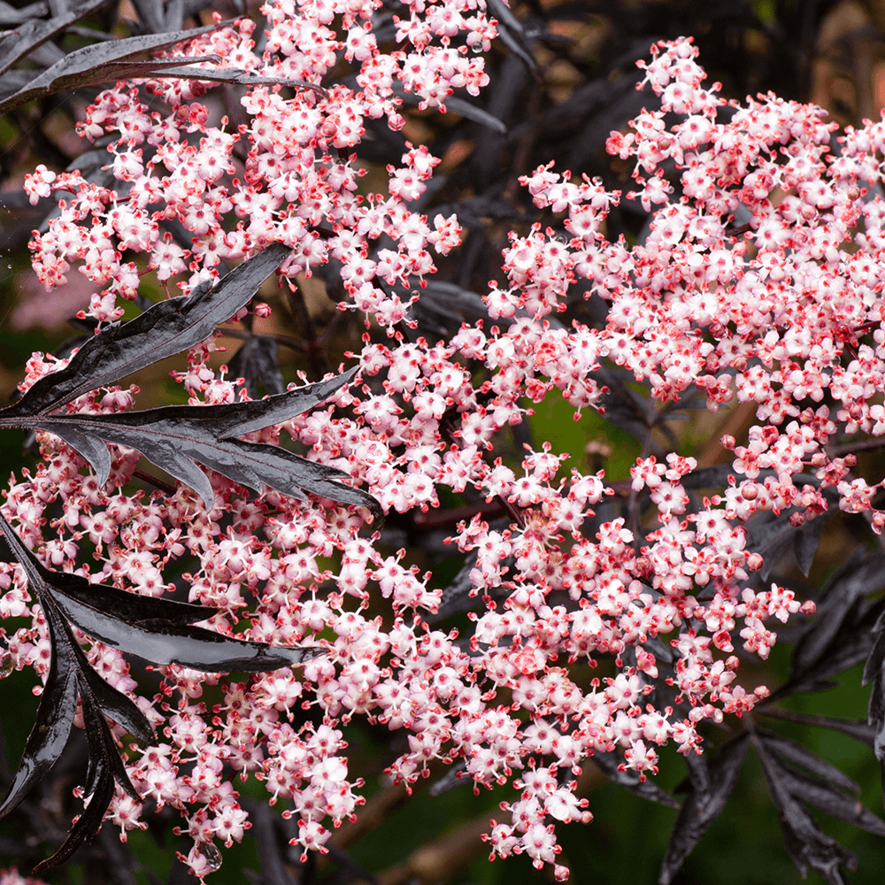 Elderberry Black Lace (Sambucus nigra) - Ladybird Nursery