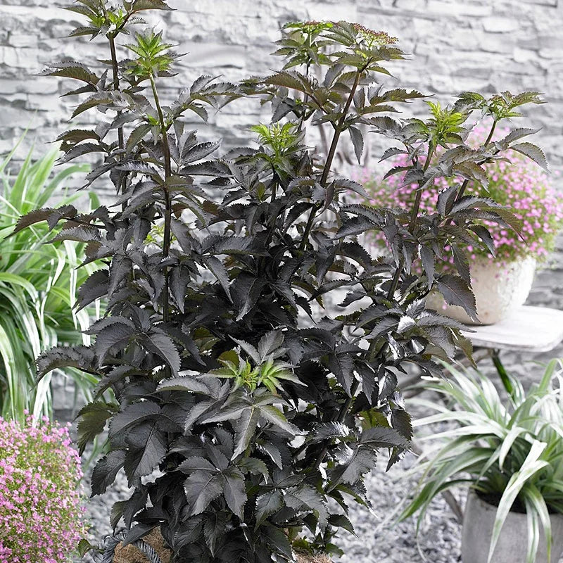 Elderberry Black Tower (Sambucus nigra)