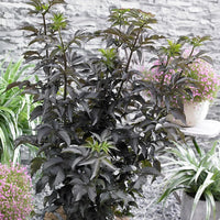 Elderberry Black Tower (Sambucus nigra)