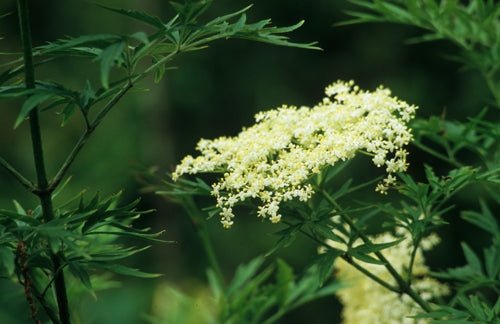Cutleaf/Fernleaf Elderberry laciniata (Sambucus nigra) - Ladybird Nursery
