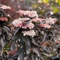 Elderberry Black Tower (Sambucus nigra) - Ladybird Nursery