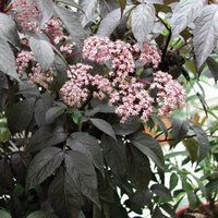 Elderberry Madonna (Sambucus nigra)