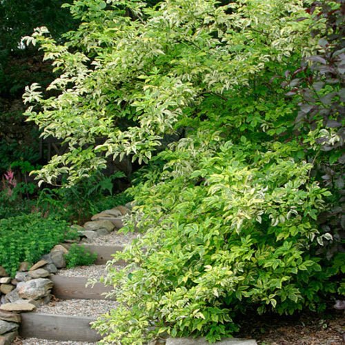 Elderberry Madonna (Sambucus nigra) - Ladybird Nursery