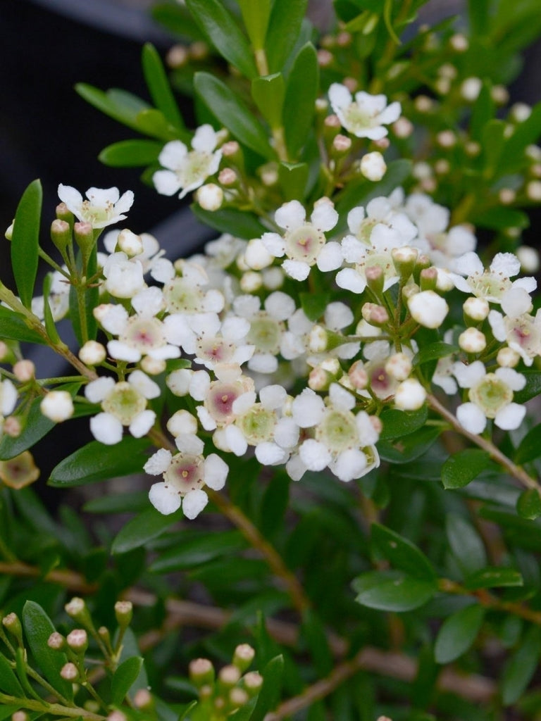 Tozer's Babingtonia (Babingtonia tozerensis)