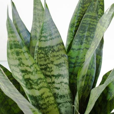 Snake Plant (Sansevieria Trifasciata) - Ladybird Nursery