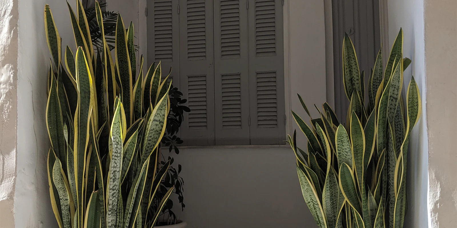 Snake Plant Paddle Leaf (Sansevieria spp.)