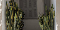 Snake Plant Paddle Leaf (Sansevieria spp.)