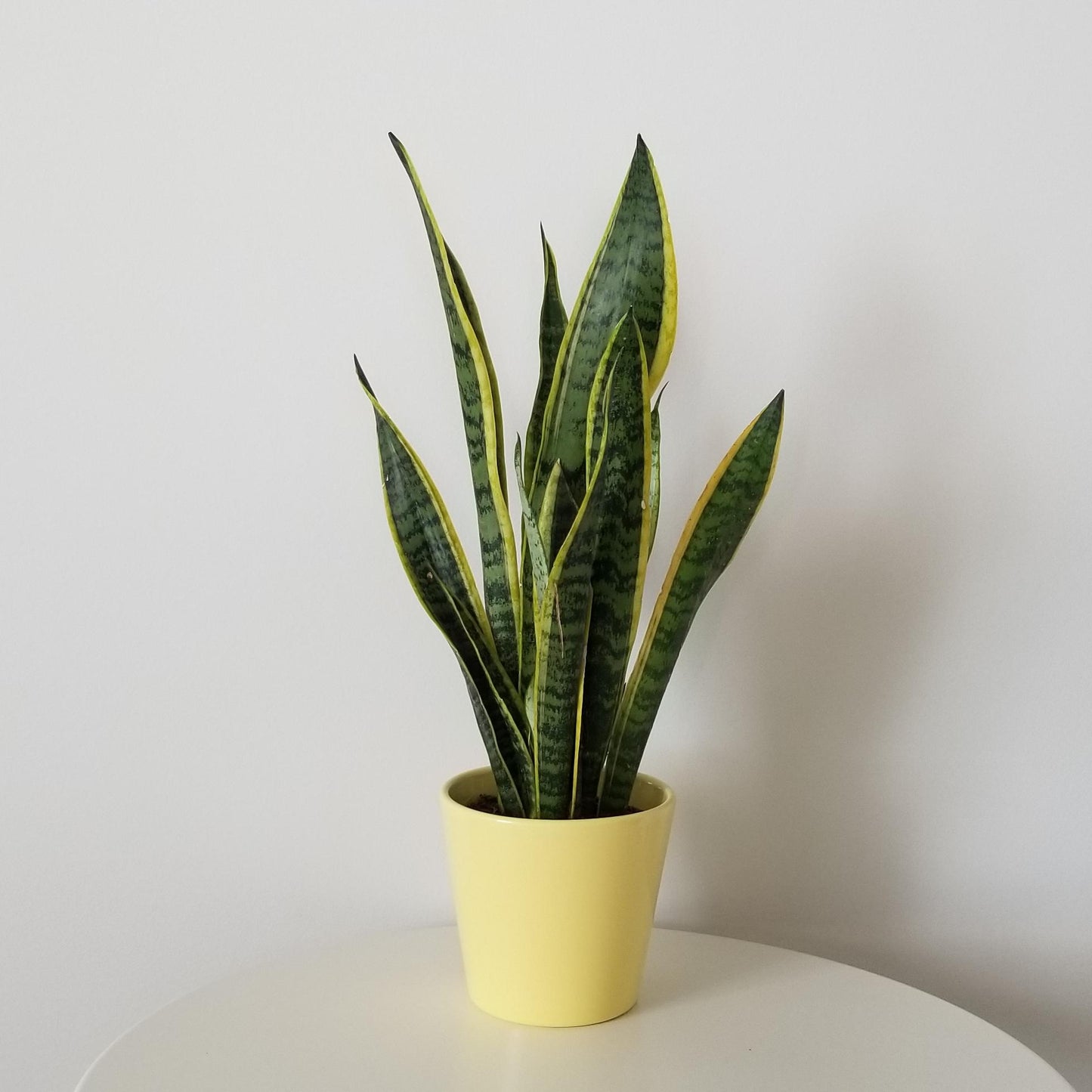 Assorted (Sansevieria spp.)