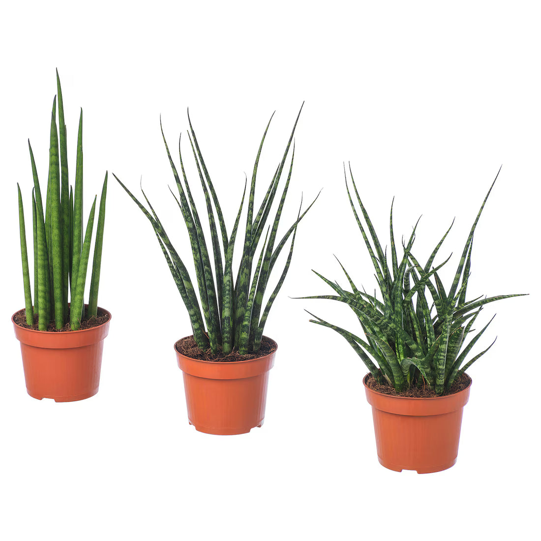 Assorted (Sansevieria spp.)