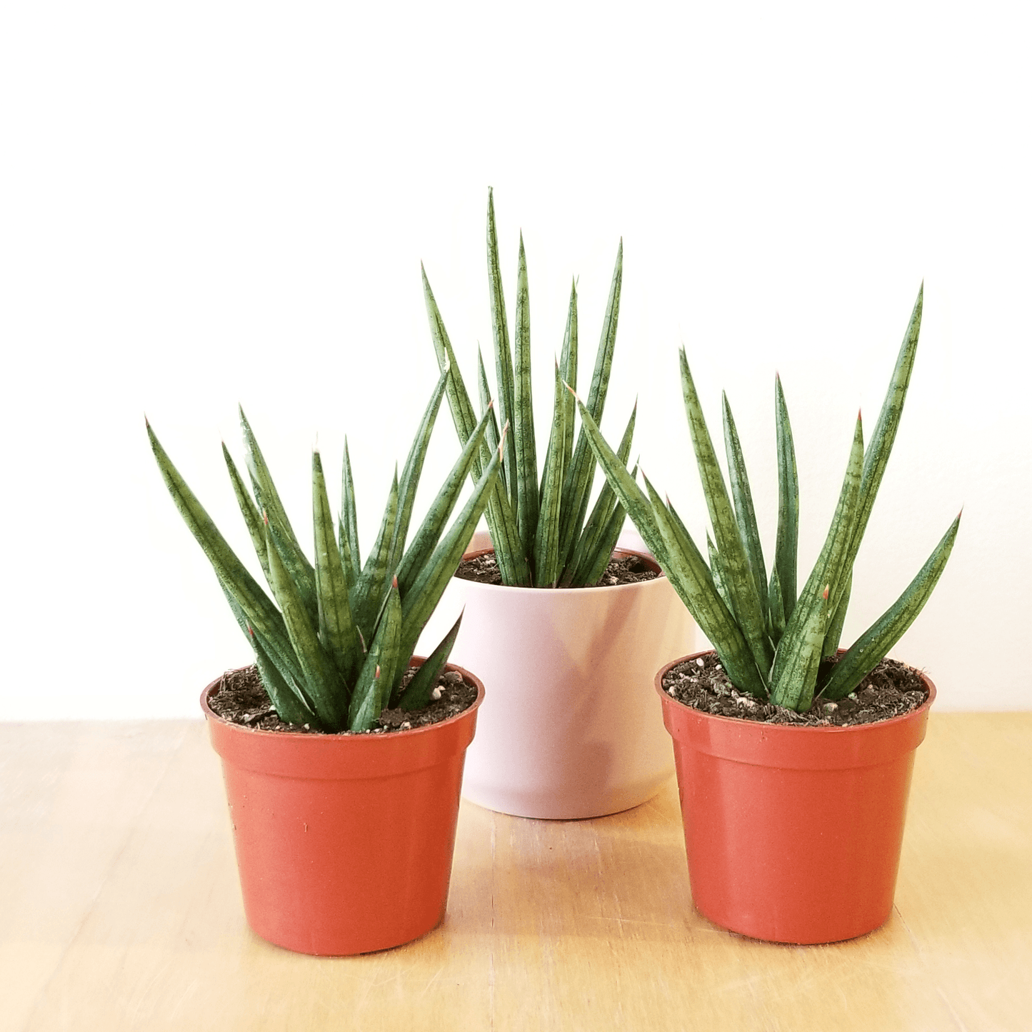 Assorted (Sansevieria spp.)