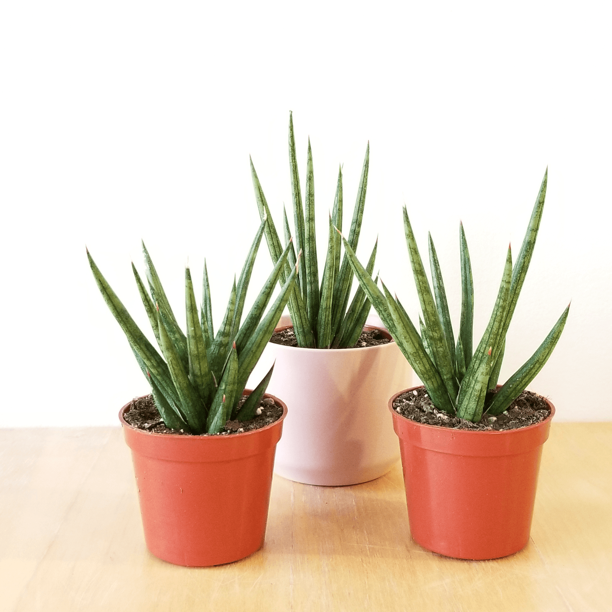 Assorted (Sansevieria spp.)