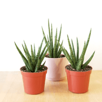Assorted (Sansevieria spp.) - Ladybird Nursery
