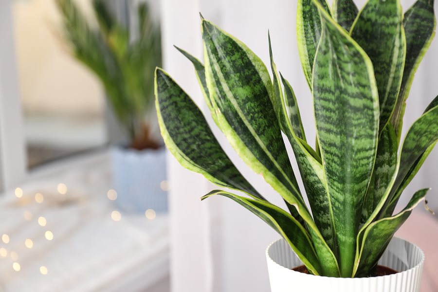 Snake Plant Paddle Leaf (Sansevieria spp.)