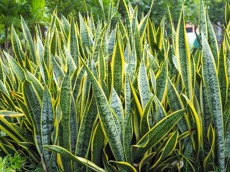 Variegated Snake Plant (Sansevieria trifasciata) - Ladybird Nursery