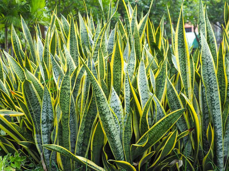 Variegated Snake Plant (Sansevieria trifasciata)