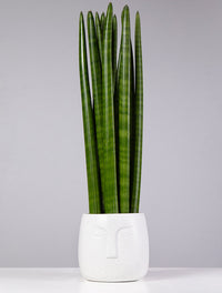 Snake Plant (Sansevieria stuckyi)