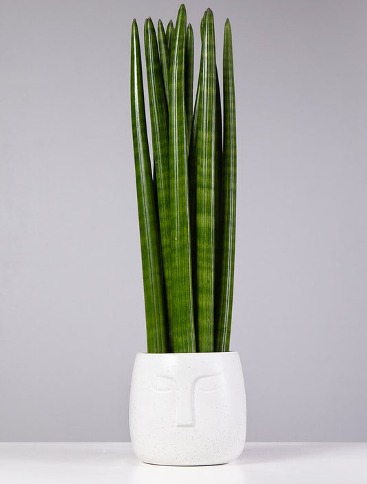 Snake Plant (Sansevieria stuckyi)