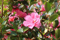 Sasanqua Camellia Snow (Camellia sasanqua) - Ladybird Nursery