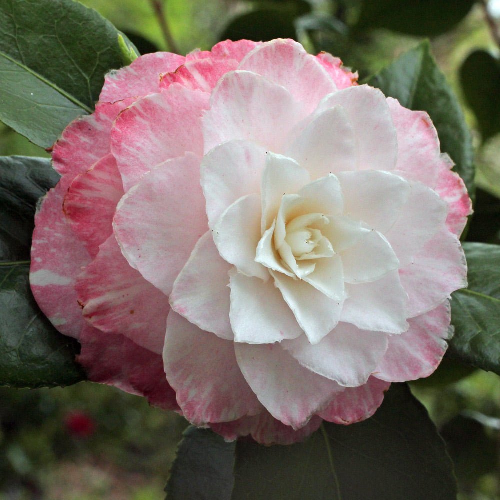 Camellia 'Sawadas Dream' (Camellia japonica) - Ladybird Nursery