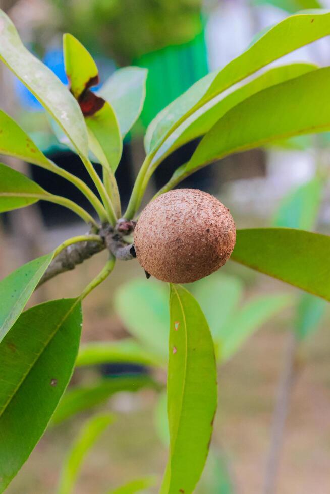 Sapodilla Sawo Manila - Ladybird Nursery