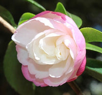 Sasanqua Camellia Paradise Sayaka (Camellia sasanqua) - Ladybird Nursery
