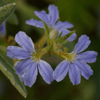 Fan Flower (Scaevola aemula)