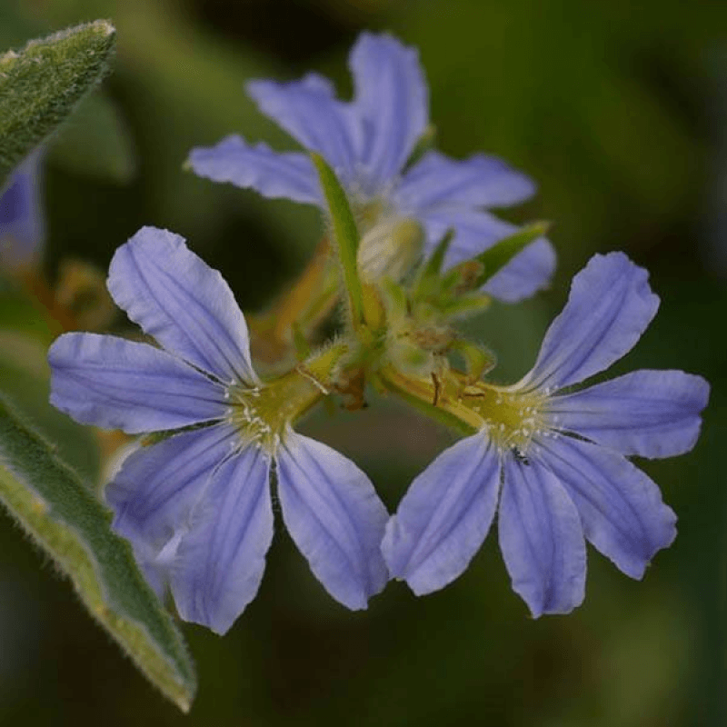 Fan Flower (Scaevola aemula) - Ladybird Nursery