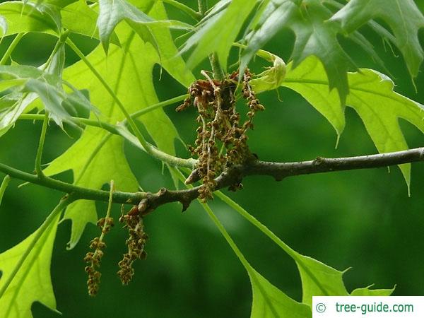 Scarlet Oak (Quercus coccinea) - Ladybird Nursery