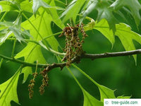 Scarlet Oak (Quercus coccinea) - Ladybird Nursery