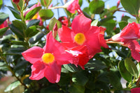 Mandevilla Scarlet Pimpernel (Dipladenia sanderi)