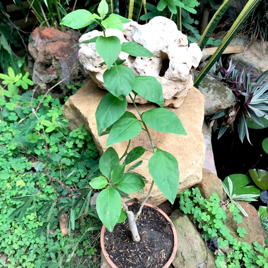 Bougainvillea Scarlet Glory (Bougainvillea glabra) - Ladybird Nursery
