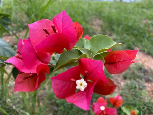 Bougainvillea Scarlet Glory (Bougainvillea glabra) - Ladybird Nursery