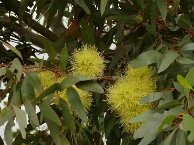 Eucalyptus Summer Scentsation (Eucalyptus olivacea) - Ladybird Nursery