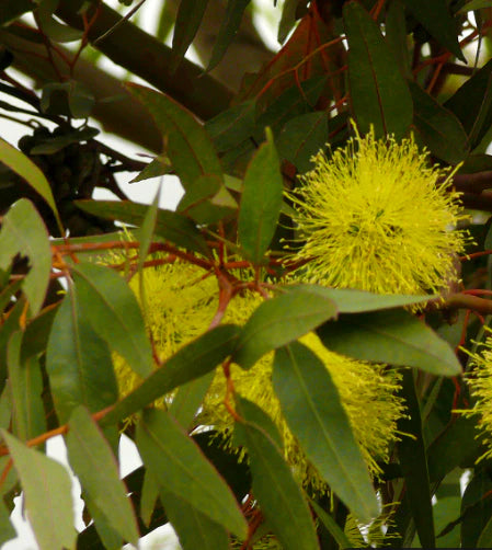 Eucalyptus Summer Scentsation (Eucalyptus olivacea)