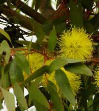 Eucalyptus Summer Scentsation (Eucalyptus olivacea)