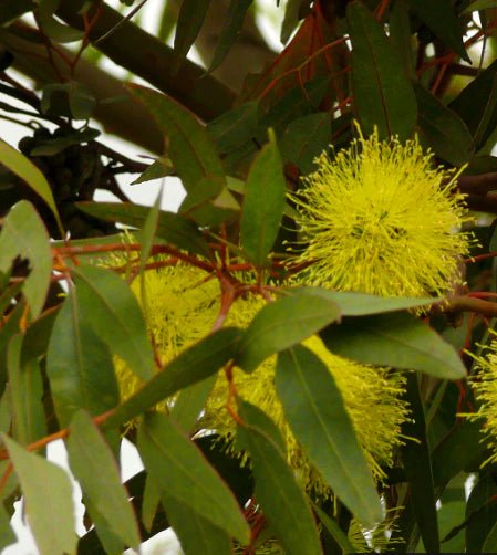 Eucalyptus Summer Scentsation (Eucalyptus olivacea) - Ladybird Nursery