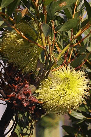 Eucalyptus Summer Scentsation (Eucalyptus olivacea) - Ladybird Nursery