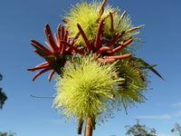 Eucalyptus Summer Scentsation (Eucalyptus olivacea)