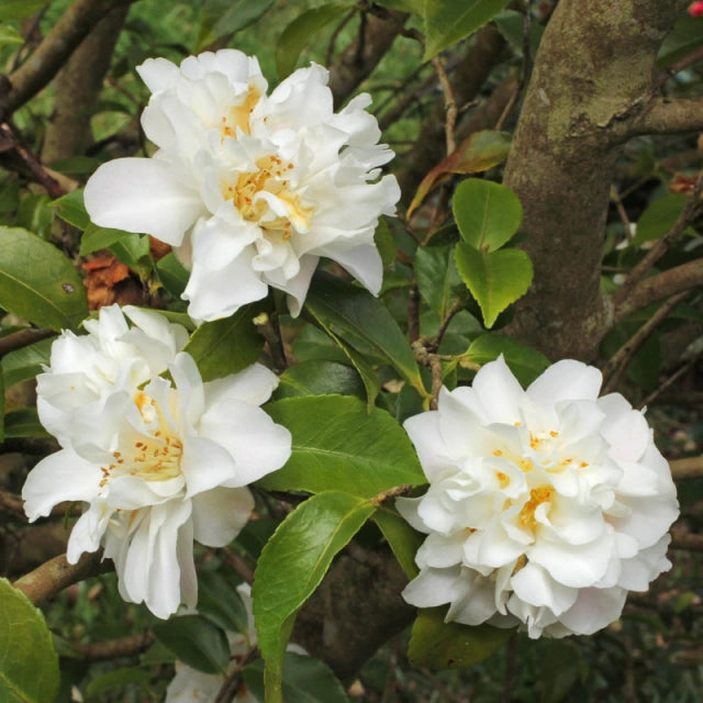 Scented Camellia (Camellia Scentuous)