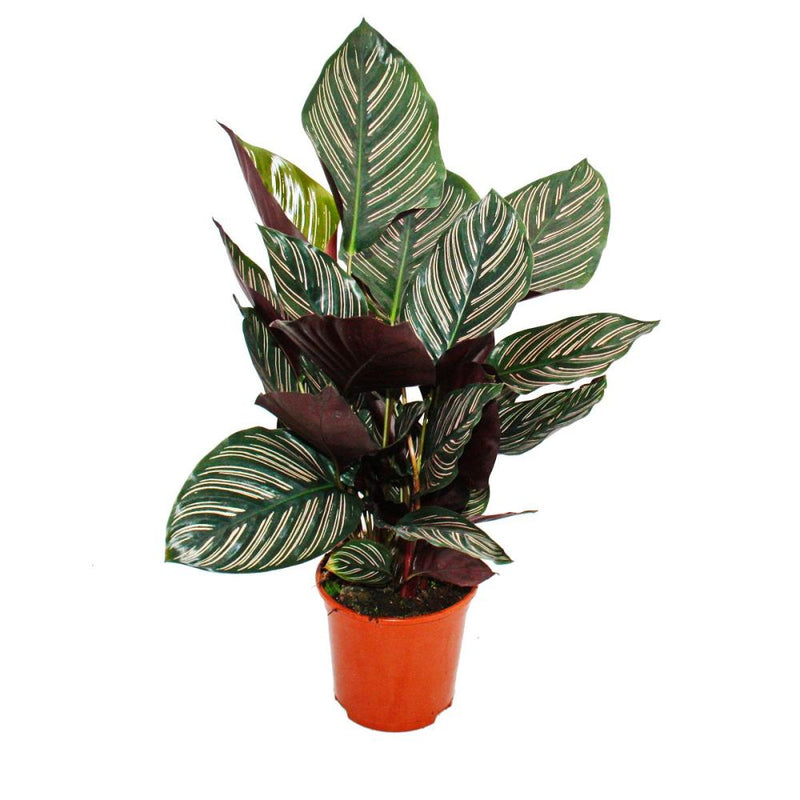 Prayer Plant Rattlesnake (Calathea lancifolia)