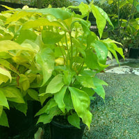 Umbrella Tree Amate Soleil (Schefflera actinophylla)