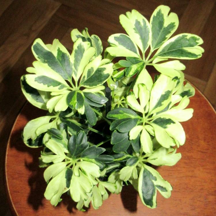 Dwarf Umbrella Tree Madame De Smet (Schefflera arboricola)