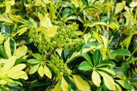 Dwarf Umbrella Tree Madame De Smet (Schefflera arboricola) Advanced 300mm pot - Ladybird Nursery