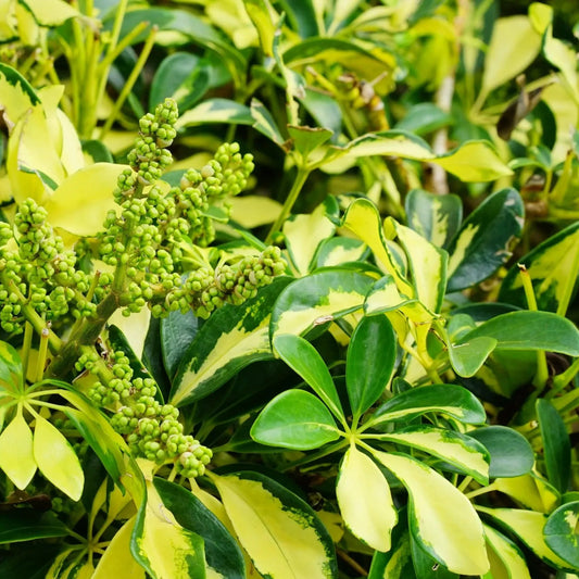 Dwarf Umbrella Tree Madame De Smet (Schefflera arboricola) Advanced 300mm pot - Ladybird Nursery