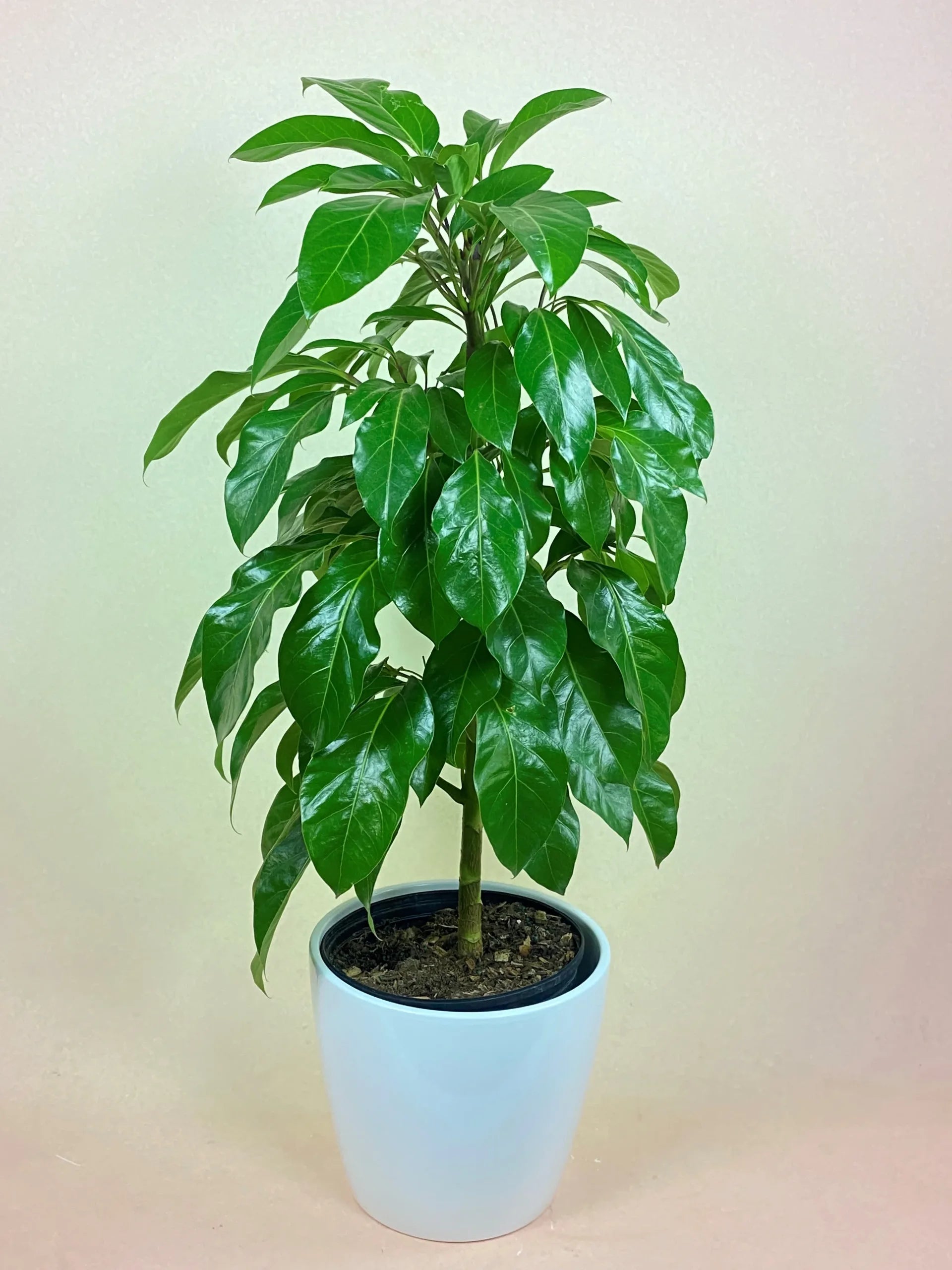 Umbrella Tree Alpine Junior (Schefflera) - Ladybird Nursery