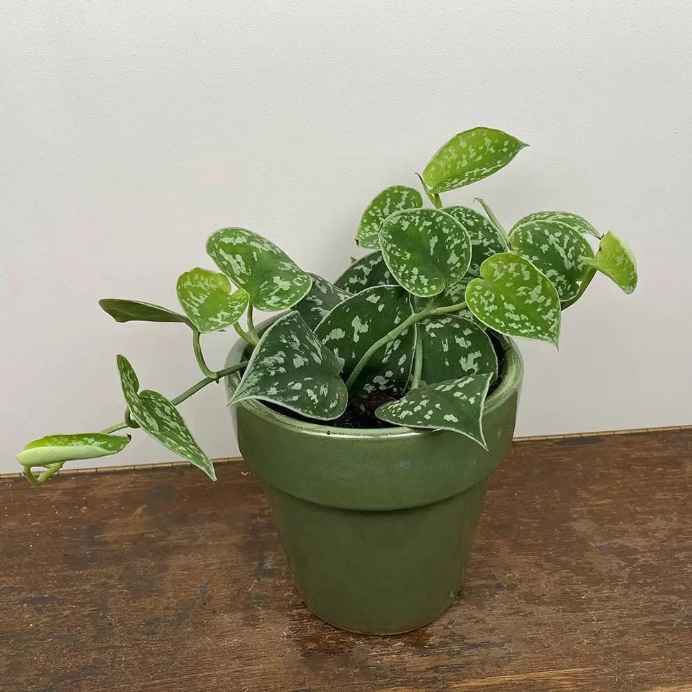 Satin Pothos argyraeus (Scindapsus pictus) - Ladybird Nursery