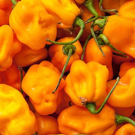 Chilli 'Yellow Scotch Bonnet' - Ladybird Nursery