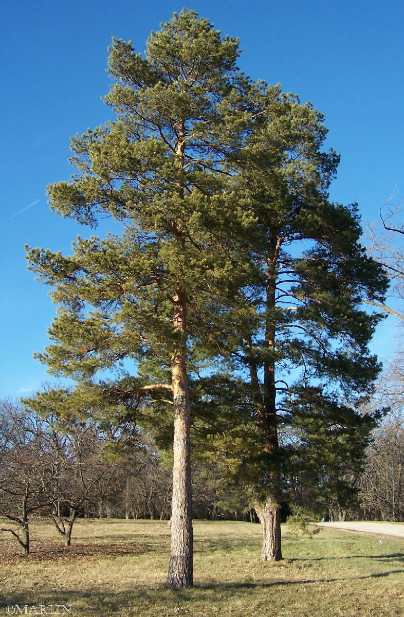 Scots Pine (Pinus sylvestris)