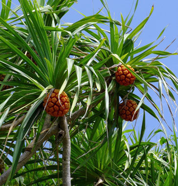 Screw Pine Assorted (Pandanus)